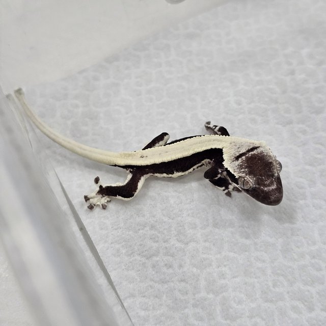 Lilly Axanthic