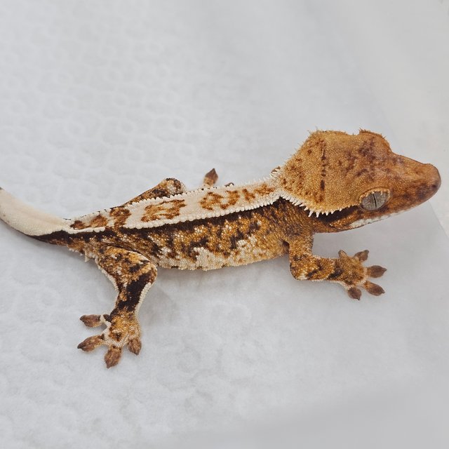 Normal Tri Pinstripe Extreme Harlequin