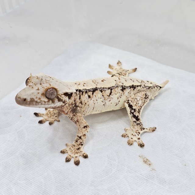 Normal Tri Extreme Harlequin Pinstripe