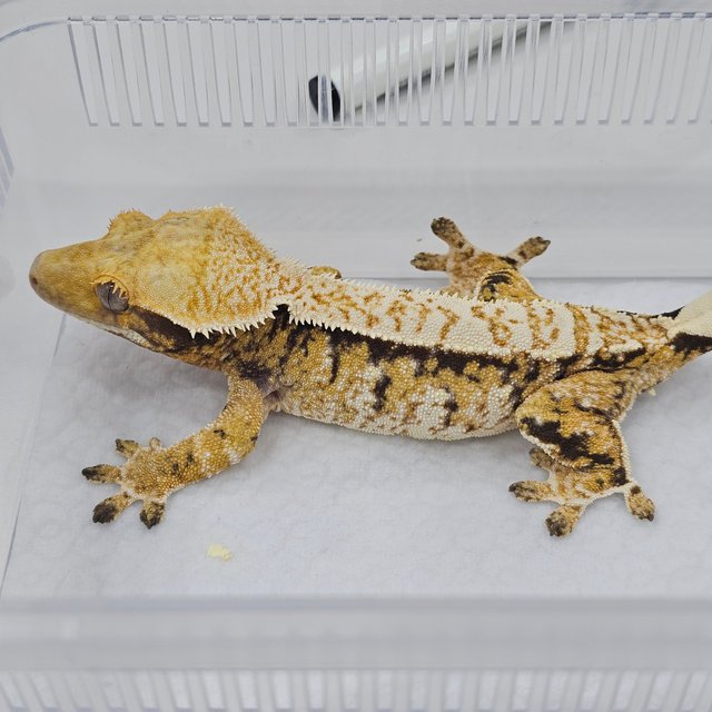 Normal Tri Extreme Harlequin
