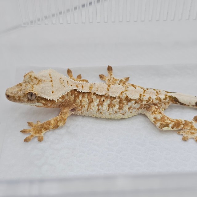 Normal Cream Extreme Harlequin