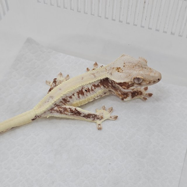 Lilly 100% Het Axanthic