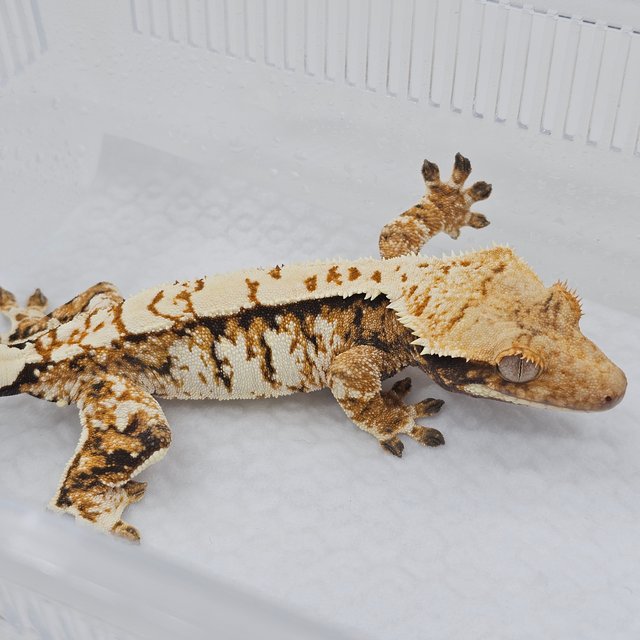 Normal Tri Extreme Harlequin