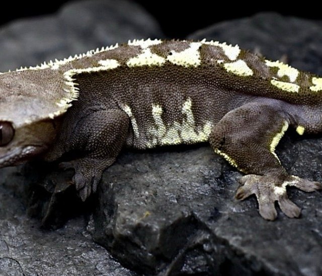 Axanthic