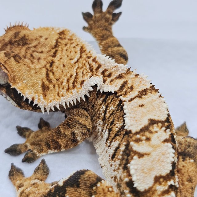 Normal Tri Extreme Harlequin White Crown