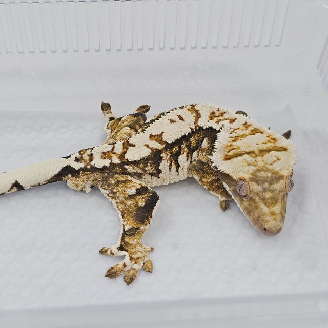 Normal Extreme Harlequin Tri