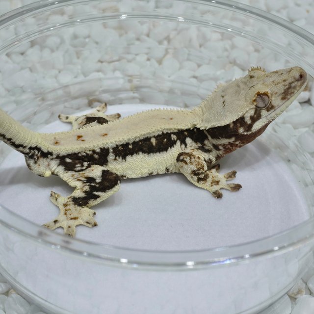 Lilly 100% Het Axanthic