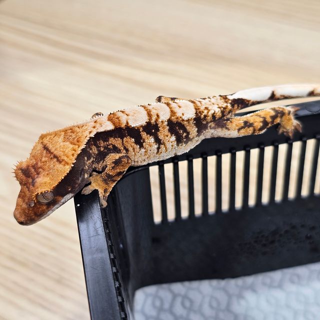 트라이
