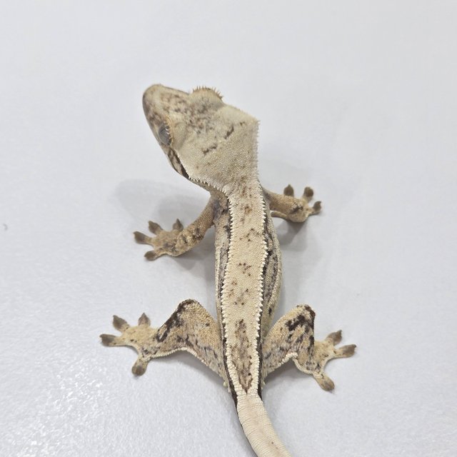 Quad Normal