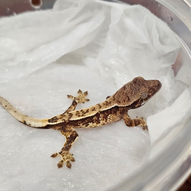 트라이