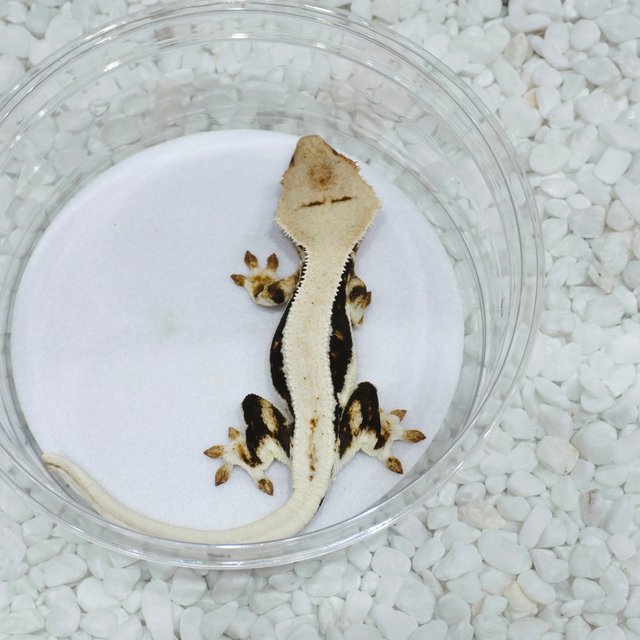 Lilly 100% Het Axanthic