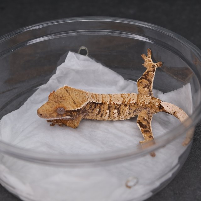 트라이 익스트림할리퀸