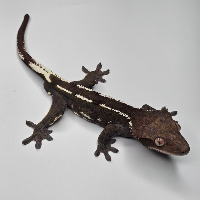 아잔틱