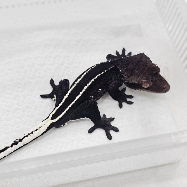Axanthic