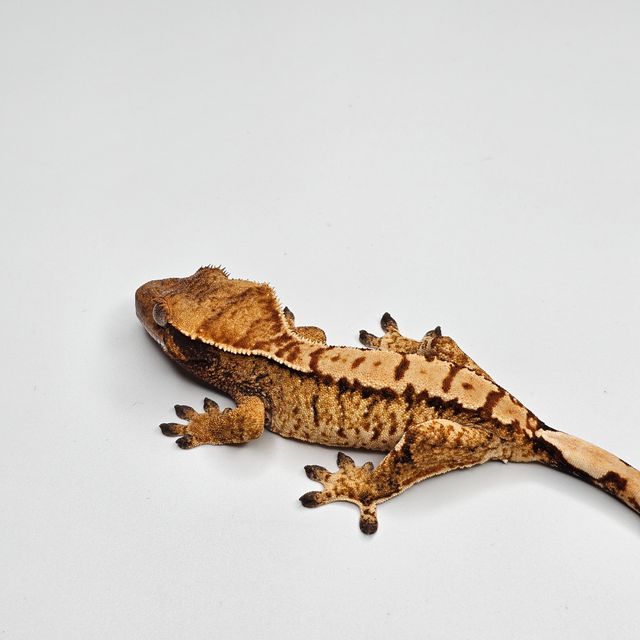 트라이