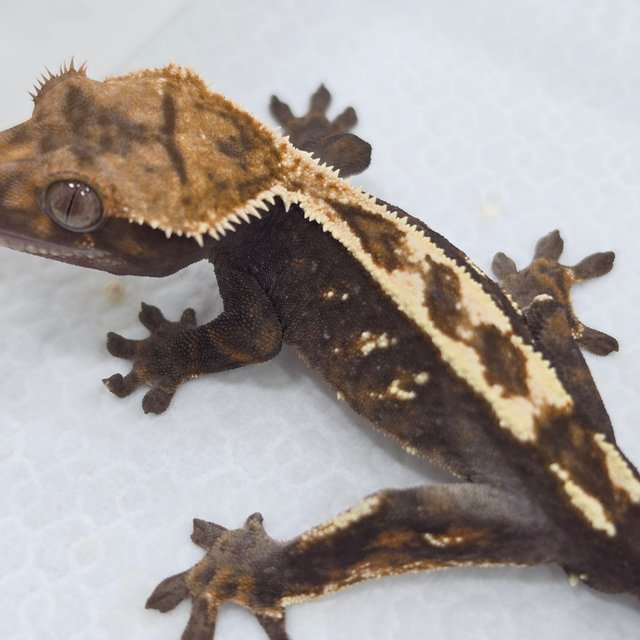 Sable 100% Het Axanthic