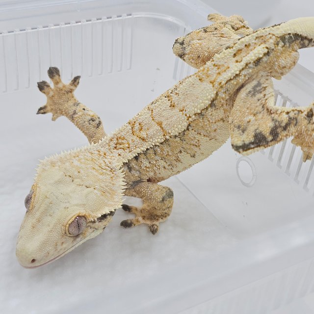 Normal Extreme Harlequin Tri