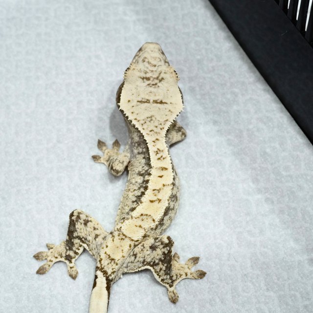 White Spot Normal Drippy