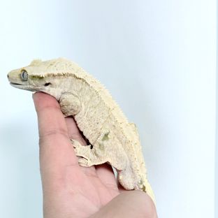 노멀
