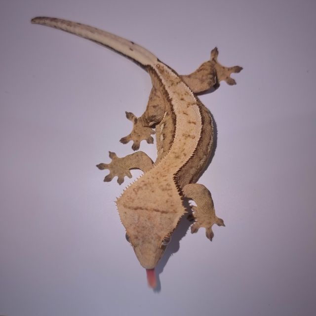 쿼드 크림시클