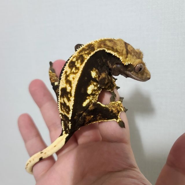 다크 쿼드