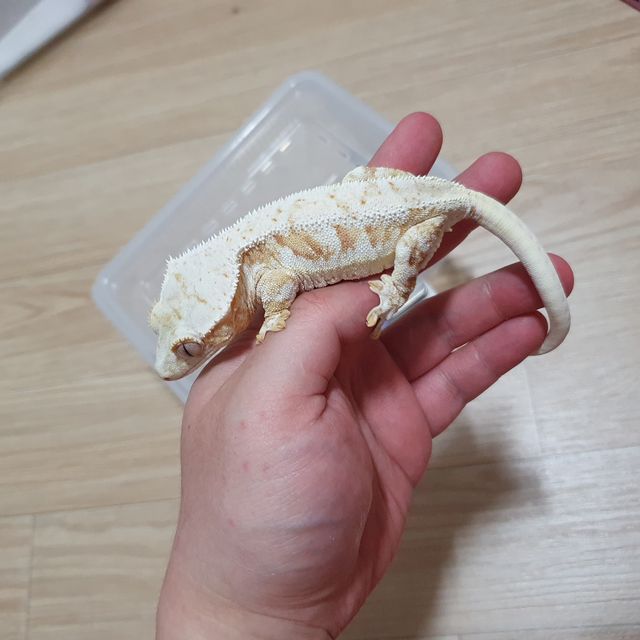 릴리화이트