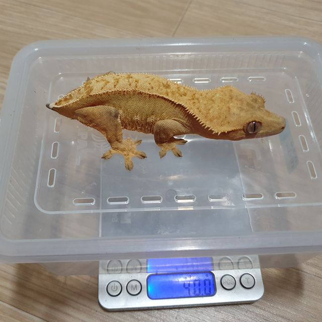크림시클