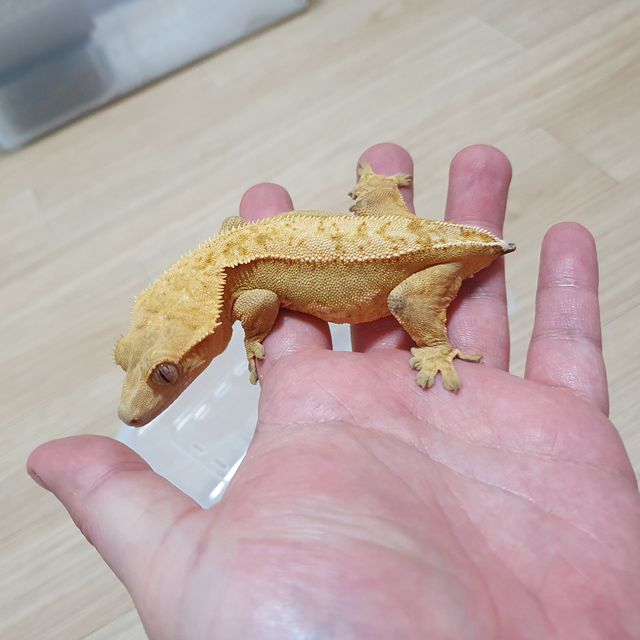 크림시클