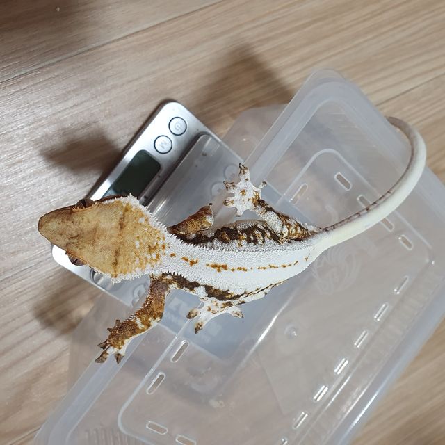 릴리화이트