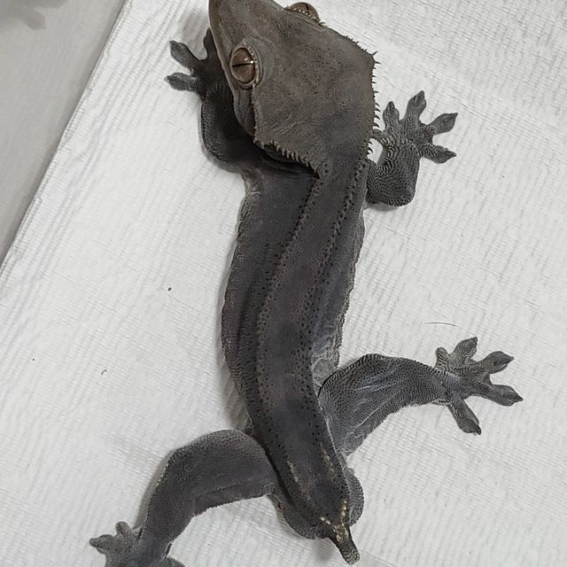챠콜