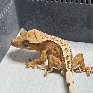 크림시클
