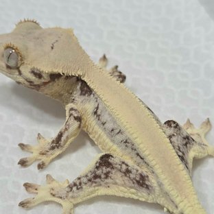 릴리화이트 솔리드백