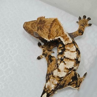 트라이 익스트림할리퀸