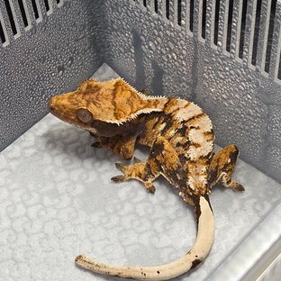트라이 익스트림할리퀸