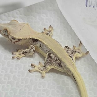 릴리화이트 솔리드백