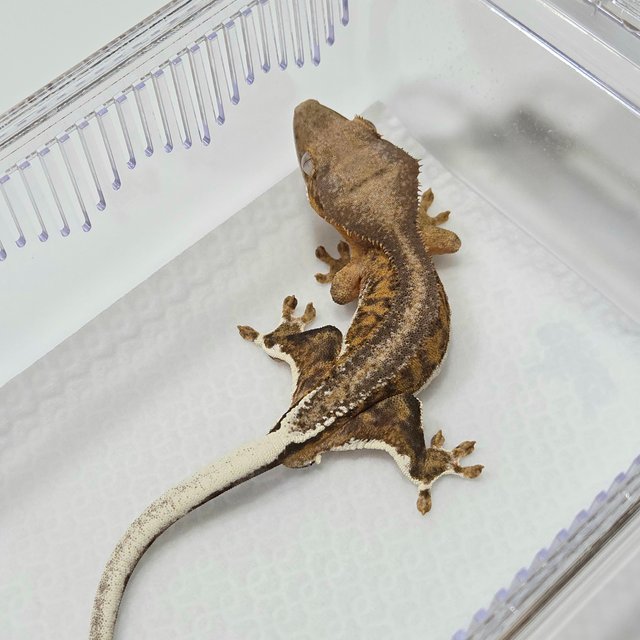 릴리100%헷아잔틱