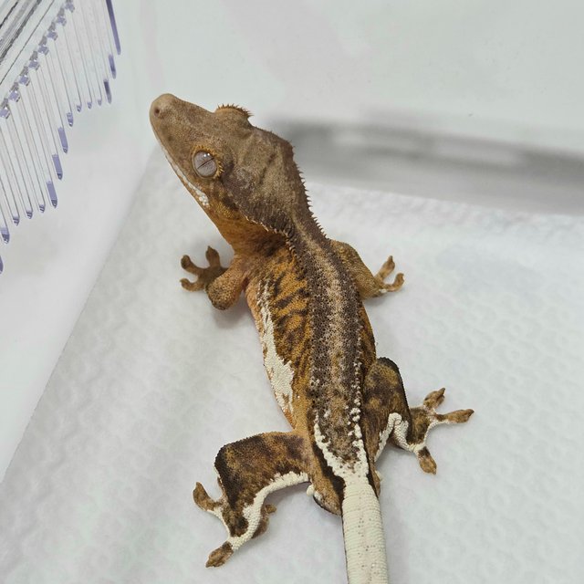 릴리100%헷아잔틱