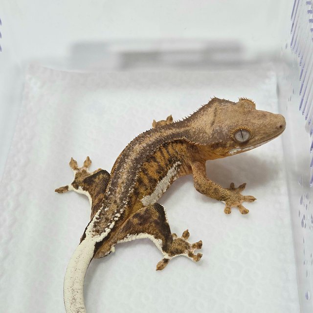 릴리100%헷아잔틱