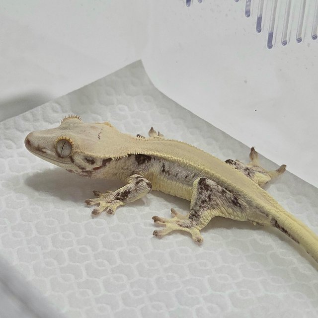 릴리화이트 솔리드백