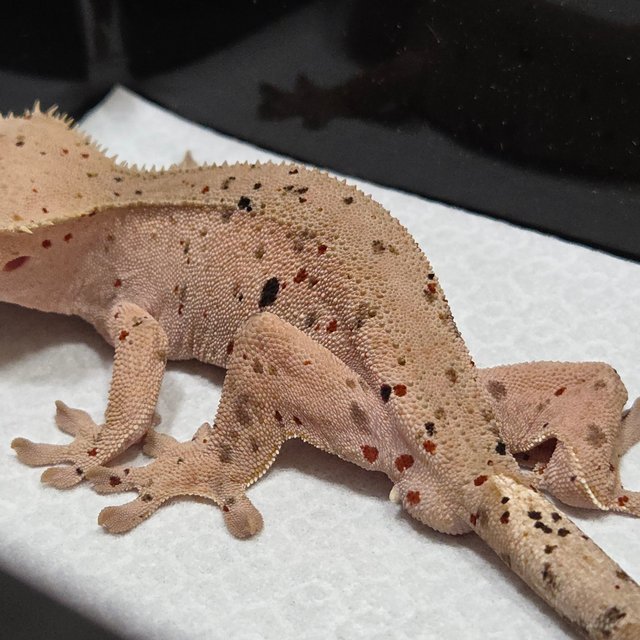 슈퍼달마시안 레드