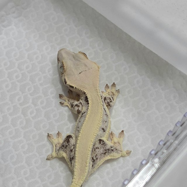 릴리화이트 솔리드백