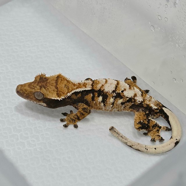 트라이 익스트림할리퀸