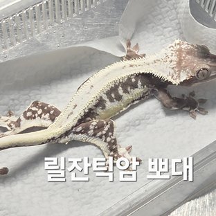 릴잔틱 (모)
