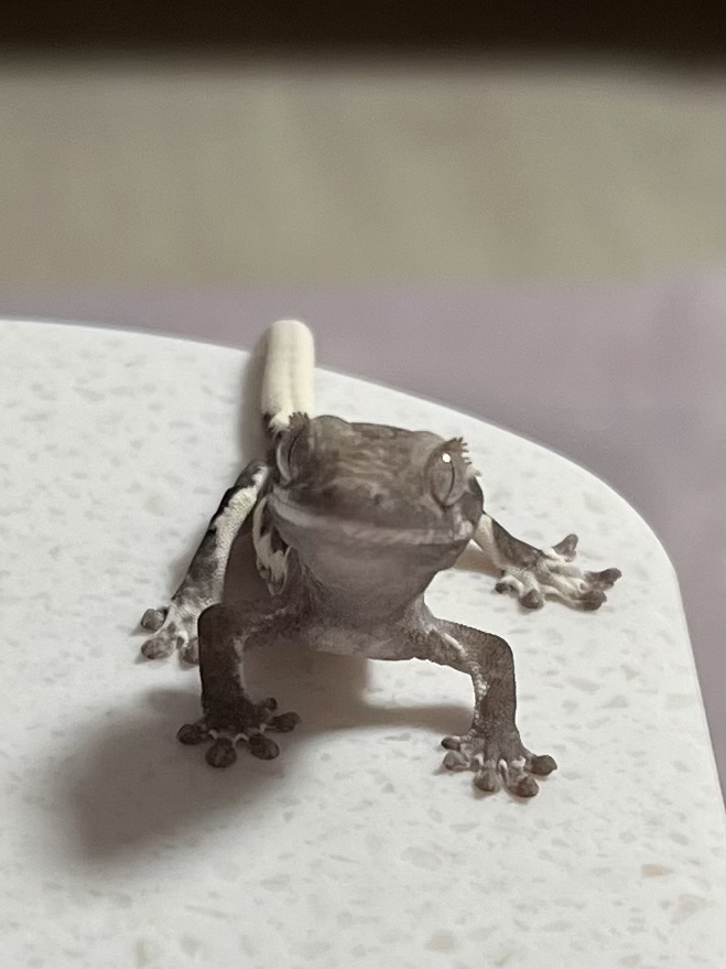 크레미파솔라시도