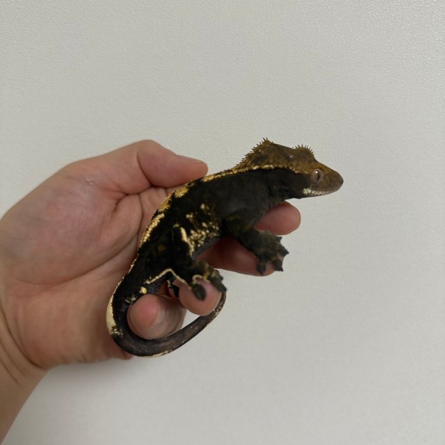 슈퍼 세이블 챠콜 플레임