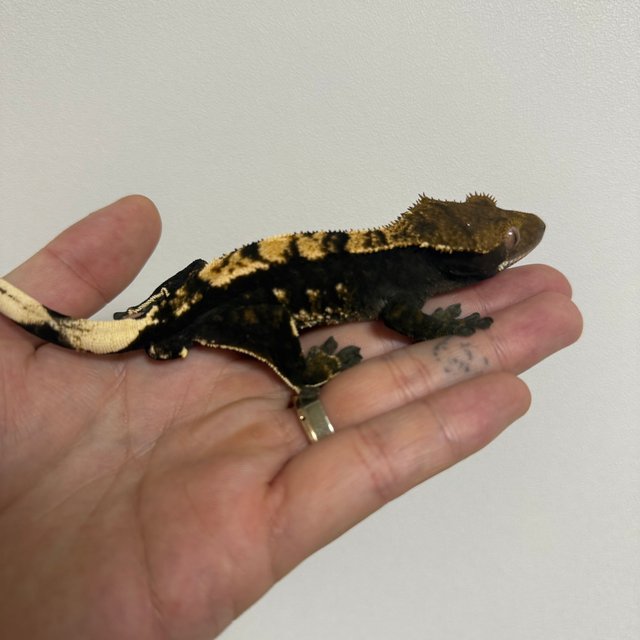 슈퍼 세이블 챠콜 플레임