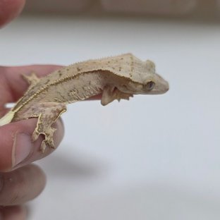 팬텀 크림시클