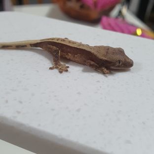 계란x뽀또