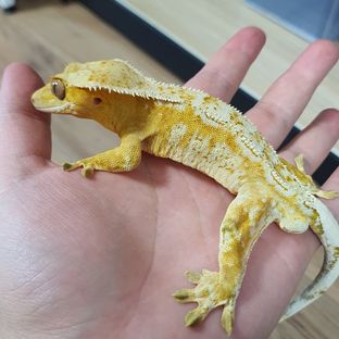 데이지