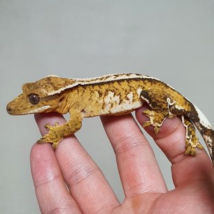 화이트핀 크림시클